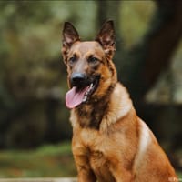 Arome, chienne à adopter