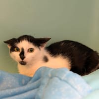 Oprah, chatte à adopter