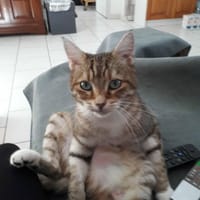 Mackintoch, chat à adopter