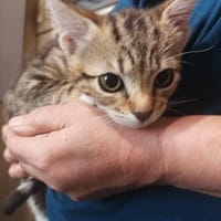 Mikado, chat à adopter