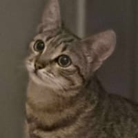 Appy, chatte à adopter
