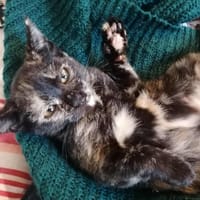 KALI, chatte à adopter