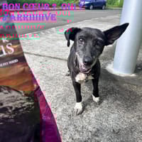 Simone, chienne à adopter