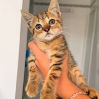 Pasta, chat à adopter