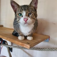 Oeil de Lynx, chat à adopter
