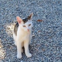 derby, chat à adopter
