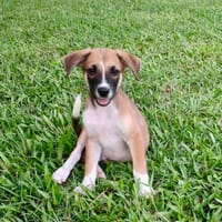 Crunch, mâle croisé berger, né le 26/06/2025 🐶, chien à adopter