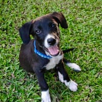 Doonut, mâle croisé berger, né le 26/06/2025 🐶, chien à adopter