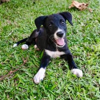 Melba, femelle croisée berger, née le 26/06/2025 🐶, chienne à adopter