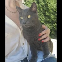 TIGRIS, chat à adopter