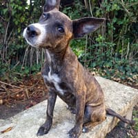Stan, mâle, croisé berger, né le 01/04/2025, chien à adopter