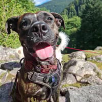 Keela, femelle, croisée berger, née le 01/01/2021, chienne à adopter