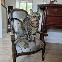 Email, chatte à adopter