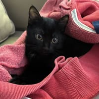 ERNESTINE, chatte à adopter