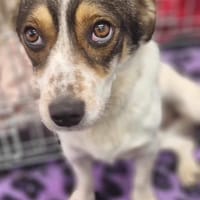 Brodie, dog to adopt