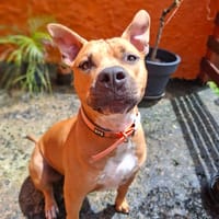 Omy, mâle croisé berger, né le 31/01/2024🐶, chien à adopter