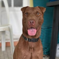 Pollux, mâle croisé shar pei, né le 03/06/2024🐶, chien à adopter