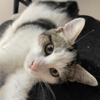 Api, chatte à adopter