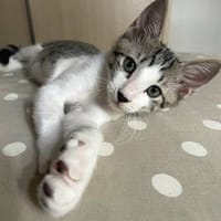Jasper, mâle, chat européen, né le 09/06/2025 🐱, chien à adopter