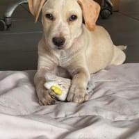 Archibald, mâle, croisé labrador, né le 01/06/2025, chien à adopter