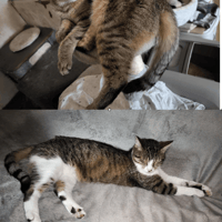 Happy & Kiara, chatte à adopter