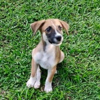 Crunch, mâle croisé berger, né le 26/06/2025 🐶, chien à adopter