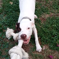 Neo, mâle croisé berger, né le 01/01/2025 🐶, chien à adopter