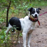 Rollo, pies do adopcji