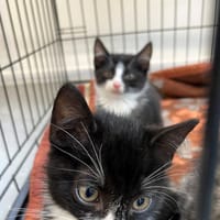 Guzik, kot do adopcji