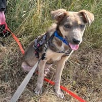 Emil - jung und neugierig - in DE, Hund zur Adoption