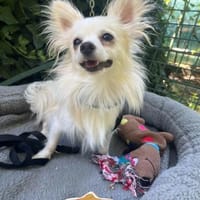 🐾 Mignon  kleiner Herzensdieb, Hund zur Adoption