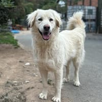 HARRIS: fröhlicher, verspielter Gefährte, Hund zur Adoption
