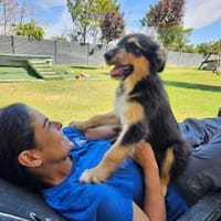 DOLAR ❤ der verspielte, Kevelaer, Hund zur Adoption