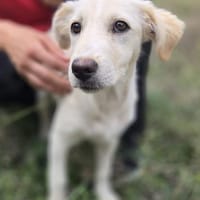 Queny - Cleveres Hundemädchen, Hündin zur Adoption
