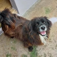Chicco - freundlich, lieb,aufgeschlossen, Hund zur Adoption
