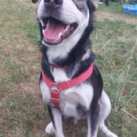Oryx sucht seine Familie, Hund zur Adoption