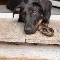 Nova -  67360 Lingenfeld, Hündin zur Adoption
