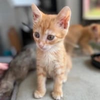 Pumpkin und Ginger suchen ihre Familie, Katze zur Adoption