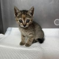 Musette & Amber suchen ihre Familie, Katze zur Adoption