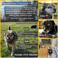 Rudi und Hugo, Hund zur Adoption