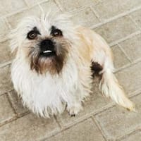 Zara, aktive Dreibeinerin, Hündin zur Adoption