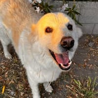 Mirto R, Hund zur Adoption