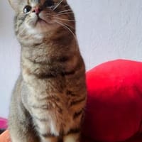 MIA  SUCHT TRAUMZUHAUSE, Katze zur Adoption