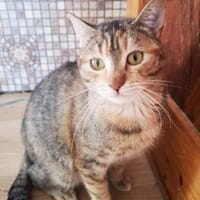 SCHMUSEKATZE OLIMBA, Katze zur Adoption