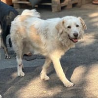 MOCHITO - fröhlicher, lieber junger Rüde, Hund zur Adoption