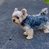 Stella, Hündin zur Adoption