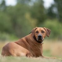 Zuhause gesucht für Schröder, Hund zur Adoption