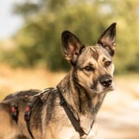 Arcane, Hündin zur Adoption