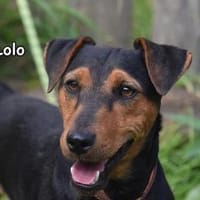 LOLO, Hund zur Adoption