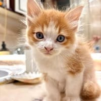 Süßer, junger Kater Simba, Kater zur Adoption